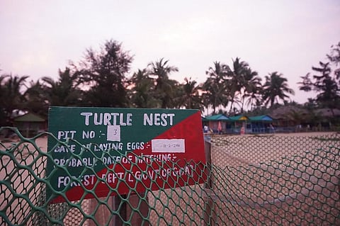 Goa Forest dept protects 10 Olive Ridley nesting pits at Canacona