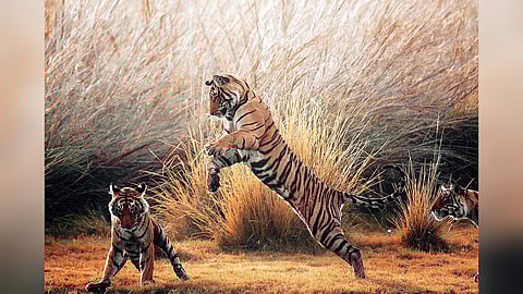 रणथंभौर टाइगर रिजर्व में बाघों की संख्या बढ़ने से हुई जगह की कमी