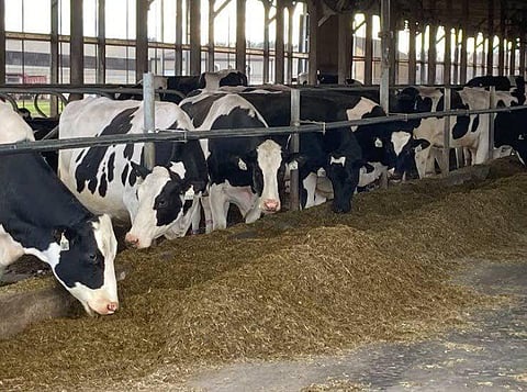 Dairy farms in Lucknow, Kanpur & other UP districts to soon be moved from residential areas