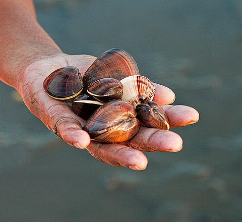Watch | Goa State Biodiversity Board bans harvesting of clams from July-October