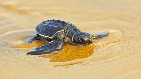 Olive Ridley nesting season witnessed laying of more than 3,800 eggs at beaches in Goa