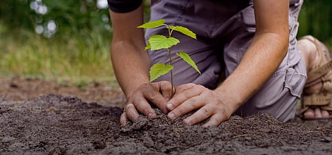 Sowing seeds for a Greener Future: LMC to plant 36 lakh saplings in Lucknow!
