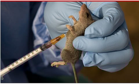 Lassa Fever