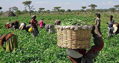Farmers in farm