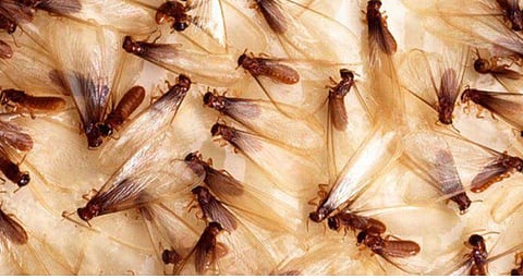 Flying termites