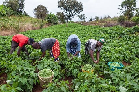 Farmers harvesting vegetables