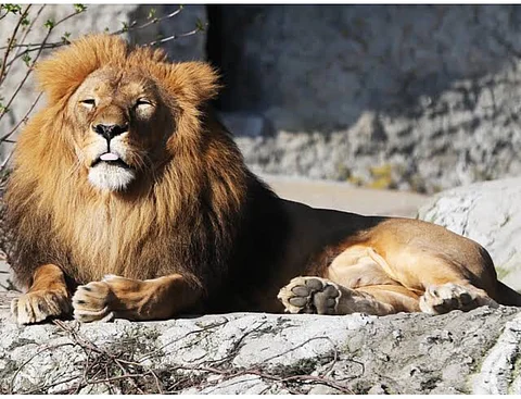 Lion