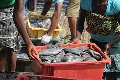 Fishery Business
