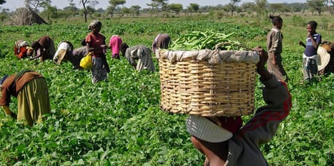 Photo of Farmers