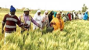Wheat farming