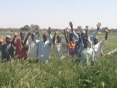 Wheat farming in Africa