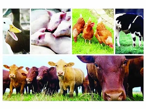 Livestocks