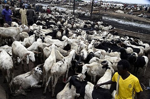 Eid-el-Kabir: Livestock Traders Cause Traffic Chaos in Lagos