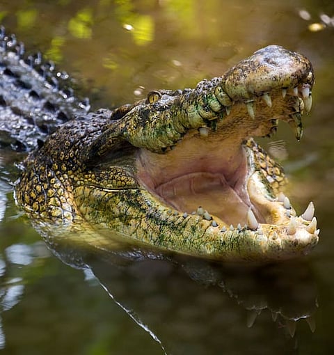 Crocodile Attack: Human Remains Found in Far North Queensland