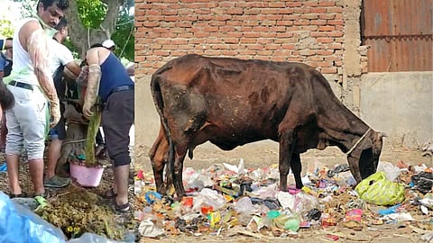 Plastic found in cow's stomach
