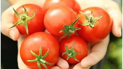 Tomato