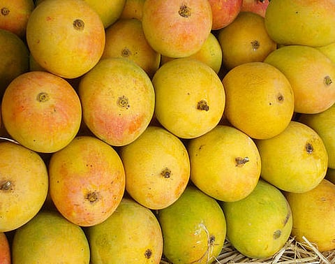 Types Of Mangoes