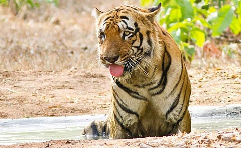 Tiger Waghdoh