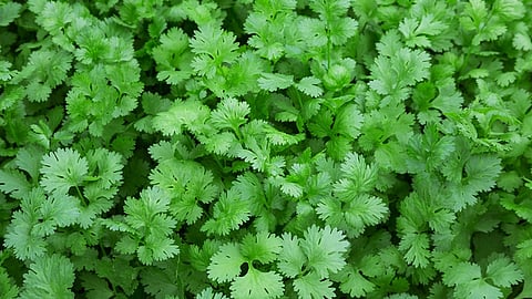 Benefits of coriander leaves