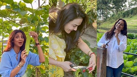 World Environment Day : शिल्पापासून प्रिती झिंटापर्यंत हे स्टार्स करतात 'घरीच शेती'