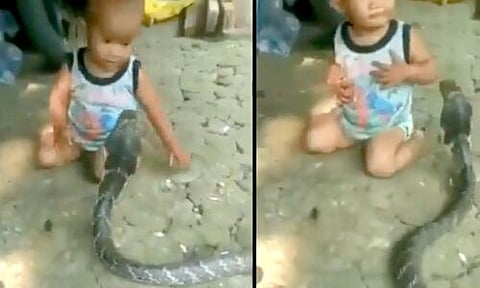 Viral video | king cobra
