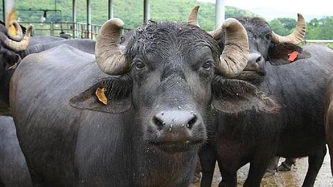 Buffalo Farming