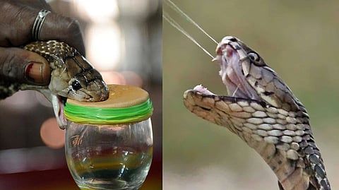 Snake Venom Benefits | World Snake Day