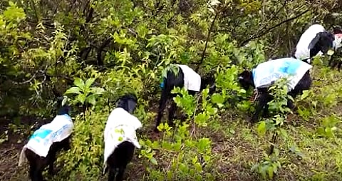 अरेच्या आता शेळ्यांनाही रेनकोट; शेतकऱ्याने लढवली अनोखी शक्कल