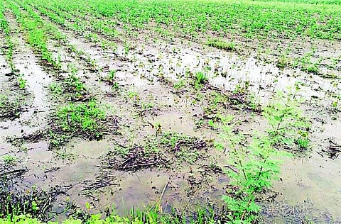 wardha जिल्ह्यावर ओल्या दुष्काळाचे सावट, 11 हजार कुटुंबांना पुराचा फटका