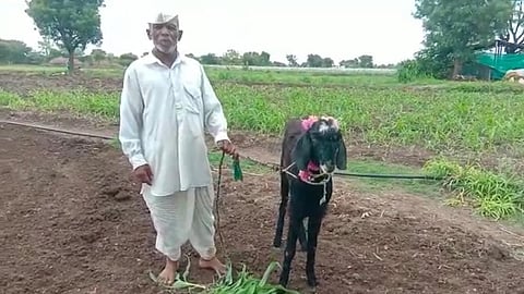 अबब...! शेतकऱ्याच्या 'चंद्रा' नावाच्या बोकडाला लाखोंची मागणी