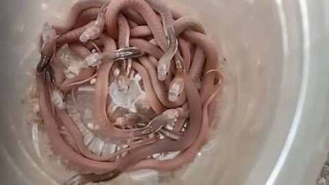 अबब!!! भंडारा जिल्ह्यात एकाच घरी मिळाले बारा नाग