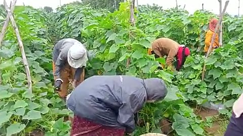 इच्छा तेथे मार्ग! नुकसान टाळण्यासाठी भर पावसात शेतकऱ्याने केली काकडीची तोडणी