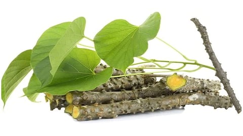 Giloy Benefits For Male | Men Health Tips