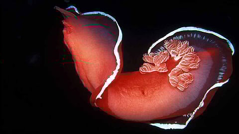 Spanish Dancer Sea Slug