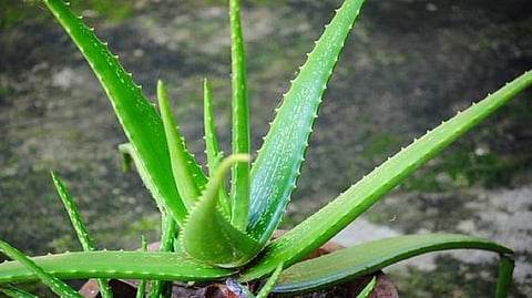 Aloevera Cultivation | Aloe Vera farming
