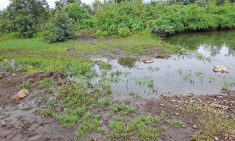 वर्धा : पट्टेदार वाघाची शिकार की आकस्मिक मृत्यू? वनविभागात खळबळ