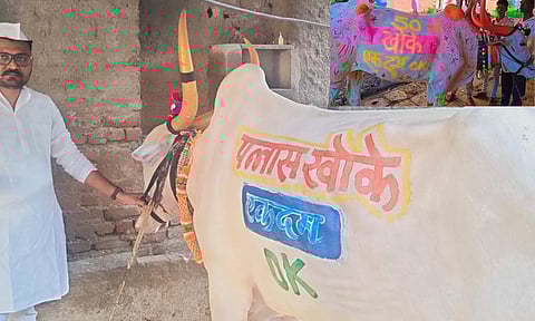 पोळा सणावर राजकारणाची झलक! बैल रंगले 'पन्नास खोके एकदम ओके'च्या रंगात