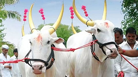 bulls Death | Wardha News