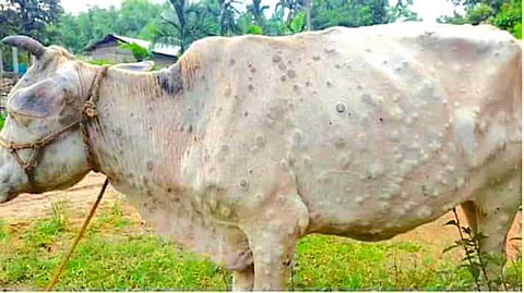 ‘लम्पी’चा वाढता धोका लक्षात घेत मुंबई महापालिकेचा मोठा निर्णय