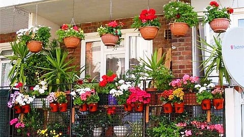 अशी घ्या घरातील वनस्पतींची काळजी, तुमची बाग नेहमी राहील सदाहरित