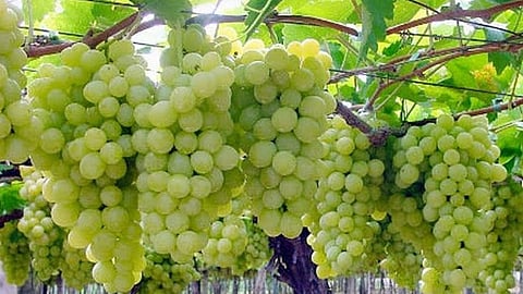 सततच्या पावसामुळे द्राक्ष बागांमधील छाटण्या रखडल्या; शेतकरी चिंतेत