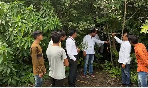 भारीच की! बीडच्या महाविद्यालयाने केवळ 11 महिन्यातच उभारलं जंगल