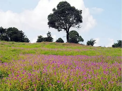 कास पठारला 4 हजार पर्यटकांची भेट; सलग सुट्ट्यांमुळे कास पठार बहरले