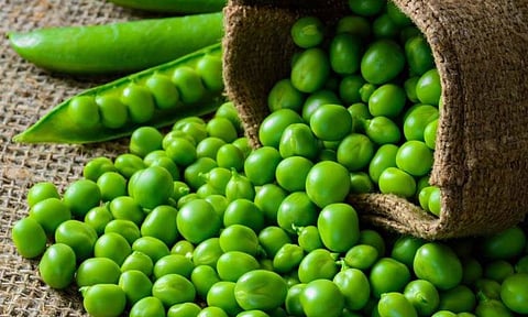 मटारचे आश्चर्यकारक फायदे तुम्हाला माहित आहे का? वजनही राहते नियंत्रणात