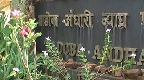 आजपासून पुन्हा ताडोबा व्याघ्र प्रकल्प पर्यटकांसाठी खुला