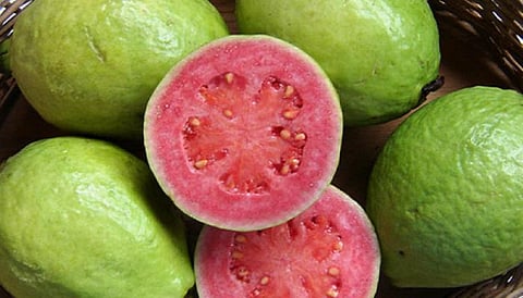 पेरू हे हिवाळ्यातील सर्वात आरोग्यदायी सुपरफ्रूट; दररोज एक खाल्ल्याने मिळतात जबरदस्त फायदे