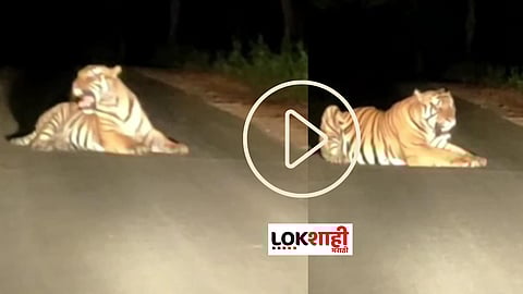 Video : रस्त्यावर बसलेल्या वाघाचा व्हिडीओ सोशल मीडियावर व्हायरल