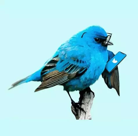 तुम्हाला ट्विटरच्या ब्लू बर्डचे नाव माहित आहे का? जाणून घ्या या नावामागचे कारण