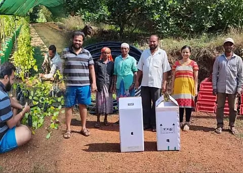 रत्नागिरी ते मॉरिशस, सीताफळांच्या रोपांची प्रथमच निर्यात, युवा शेतकऱ्याचं पुढचं पाऊल