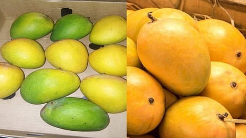 आफ्रीकन आंबा कोकणातील हापूस आंब्याला टक्कर देणार?